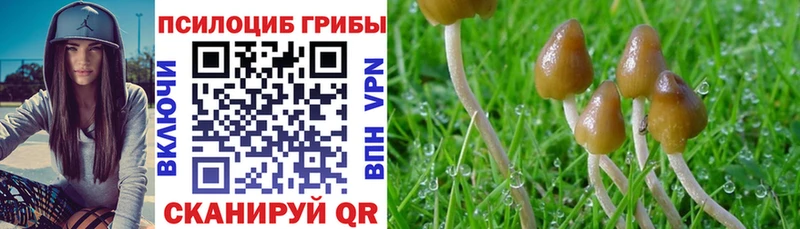 наркота  Елизаветинская  Псилоцибиновые грибы Cubensis 