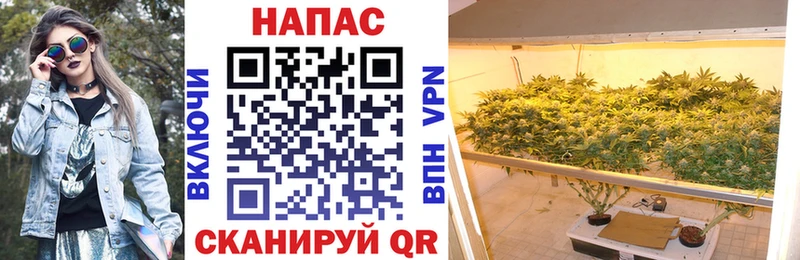 Бошки марихуана сатива  блэк спрут ссылка  Елизаветинская 